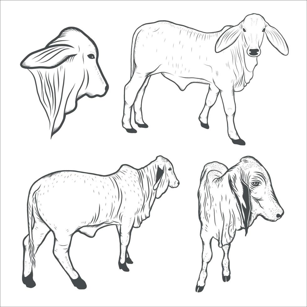 vaca, dibujo de ternero. ilustración vectorial vector