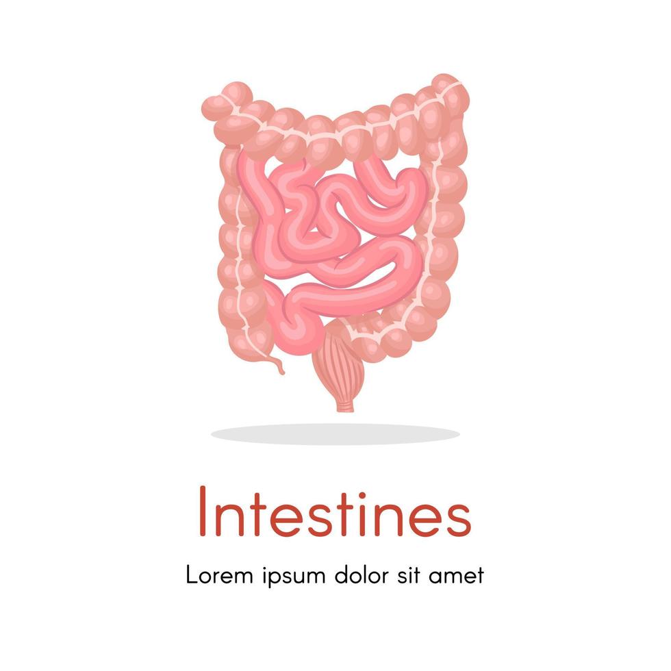 Realistic flat vector illustration of small and large intestine. Human internal organ, digestive tract. Vector illustration isolated on white background.