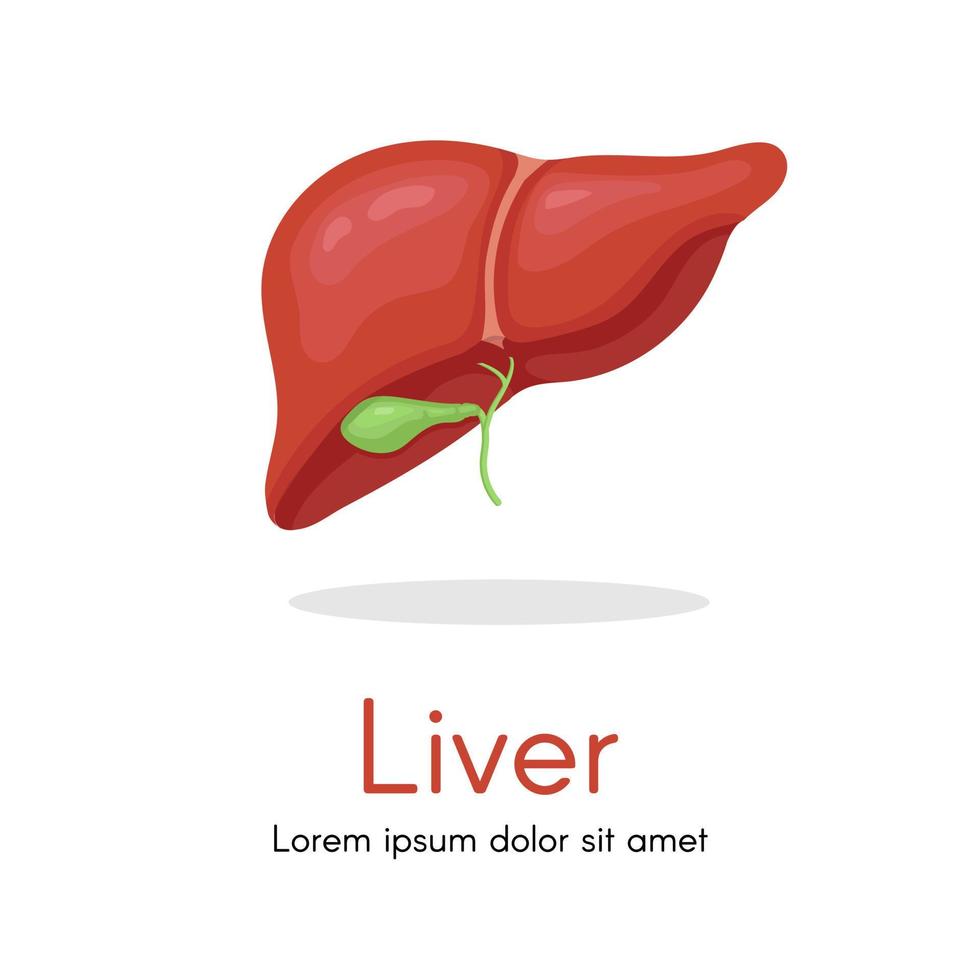 Healthy Liver on white background 6212260 Vector Art at Vecteezy