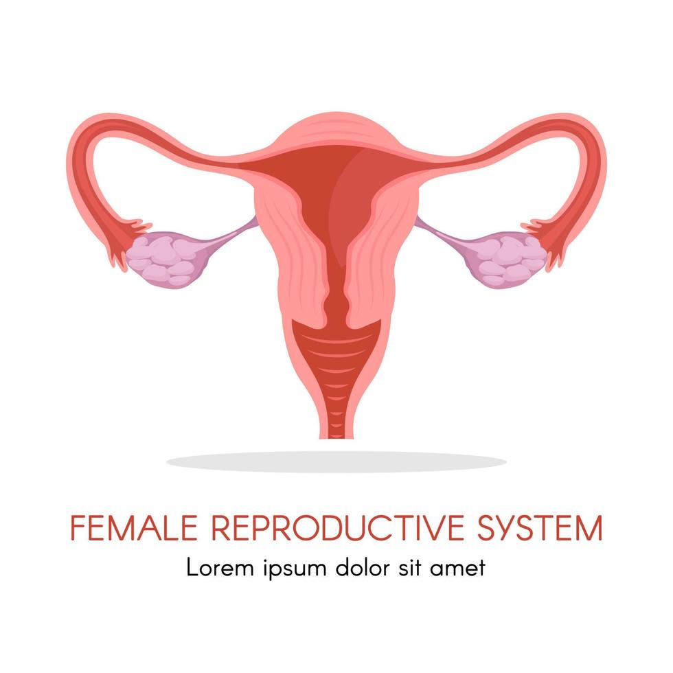 Uterus and ovaries, organs of female reproductive system vector