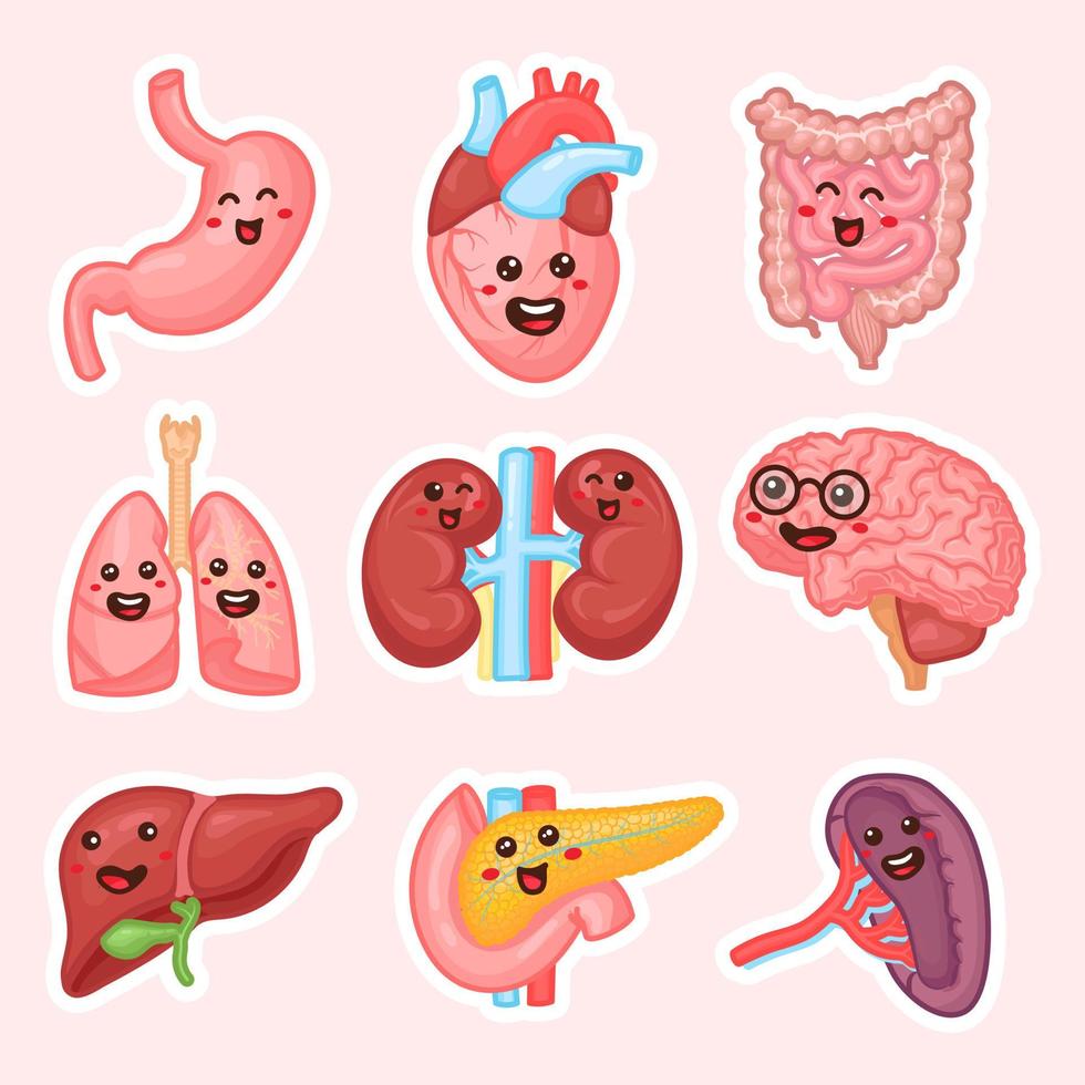 diseño de parches de órganos internos humanos. divertidas pegatinas de órganos del cuerpo humano. riñones, hígado, páncreas, intestinos, bazo, corazón, cerebro y pulmones. impresión divertida de anatomía. conjunto de parches de educación infantil. vector