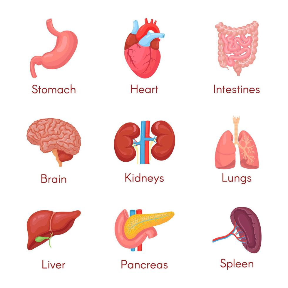 conjunto de órganos internos de anatomía humana con cerebro, pulmones, intestino, corazón, riñón, páncreas, bazo, hígado y estómago. ilustración vectorial aislada vector