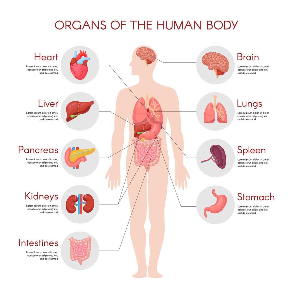 elementos infográficos de anatomía humana con un conjunto de órganos internos aislados en fondo blanco y colocados en el cuerpo masculino. vector