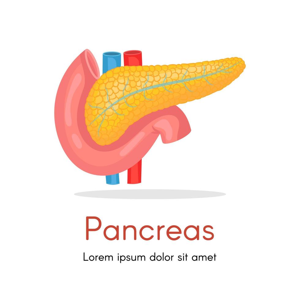 Pancreas, human internal organ anatomy vector Illustration on a white background