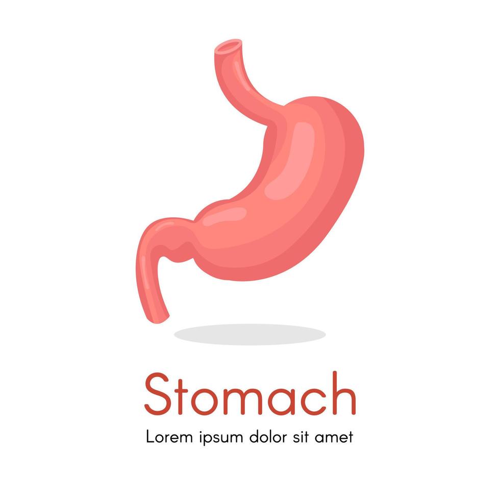 Human stomach for study book isolated on white background. Stomach and digestion organ system, vector illustration