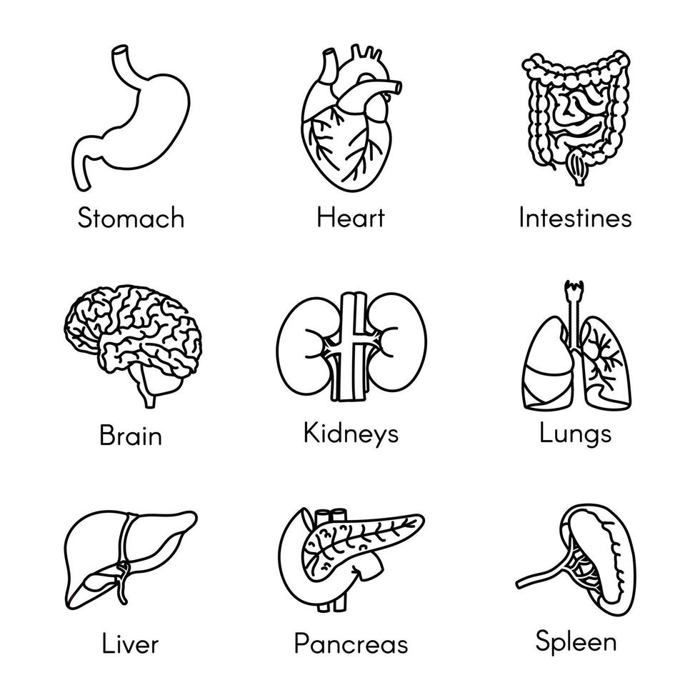 órganos, conjunto de iconos de línea plana de anatomía. páncreas humano, estómago, cerebro, corazón, vejiga, intestinos, riñones, pulmones, hígado, ilustraciones de vectores de bazo. esbozar pictogramas para clínica médica.