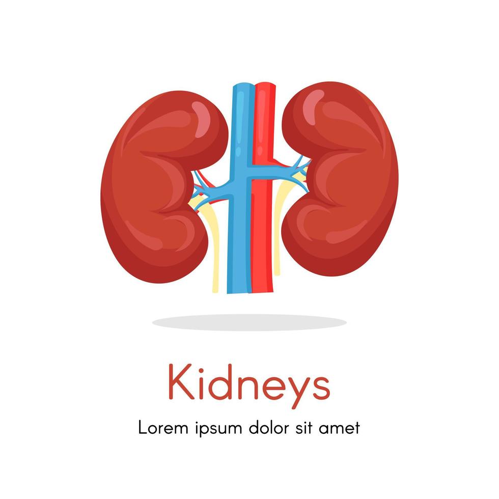 Illustration of left and right kidney. Human internal organ. Concept of urinary system endocrine system. Detailed flat vector design for educational anatomy book