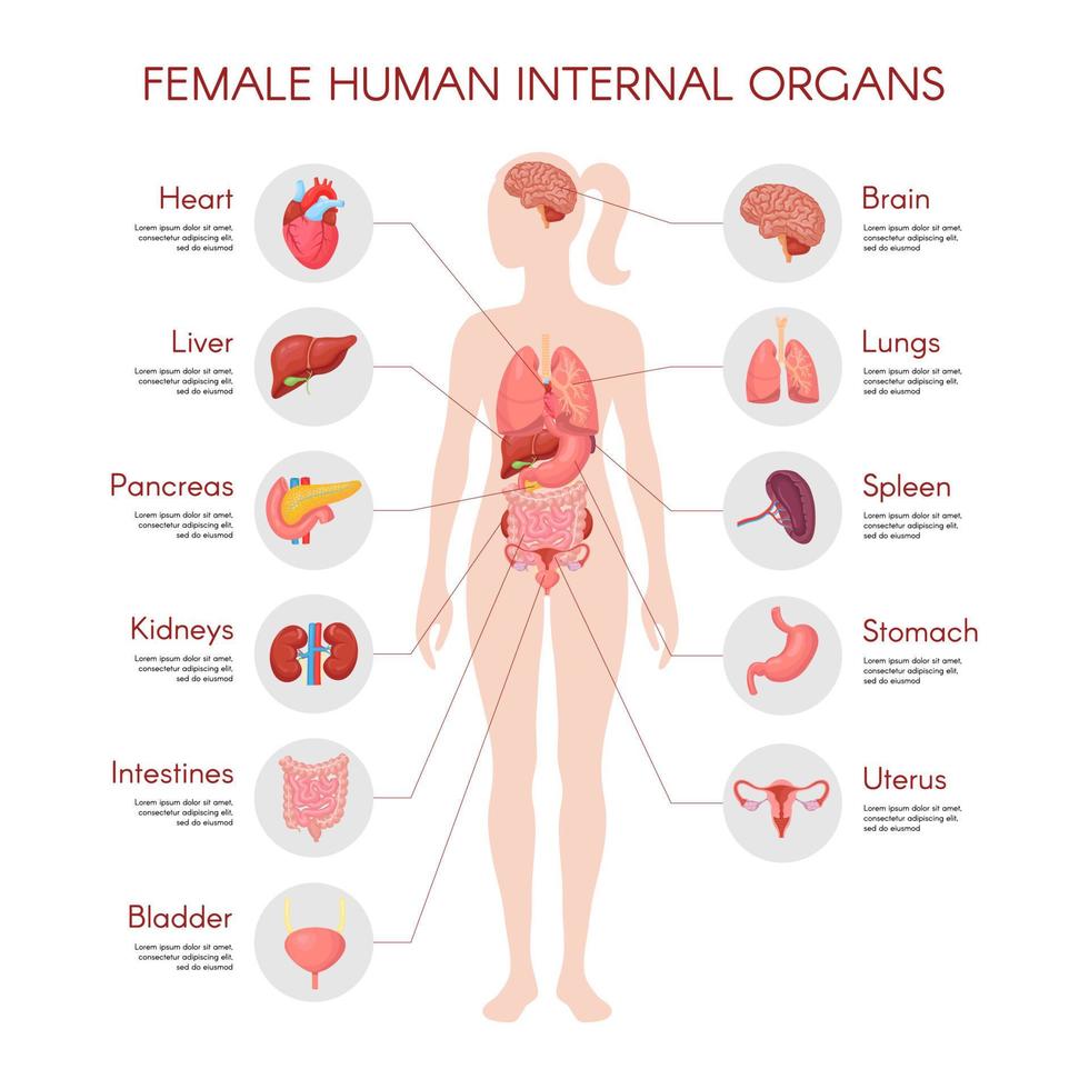 Human body anatomy, vector woman internal organ poster. Medical infographic illustration. Liver, stomach, heart, brain, female reproductive system, bladder, kidney, thyroid. Isolated white background