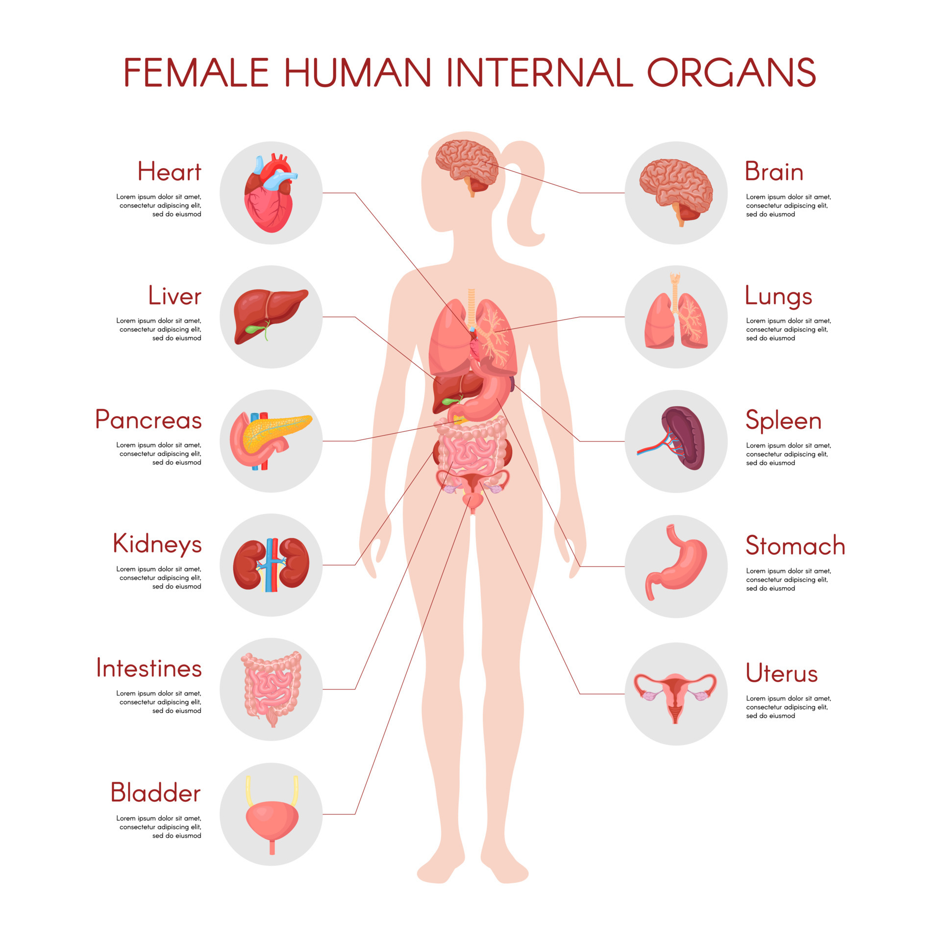 Internal organs human body anatomy organ icons Vector Image