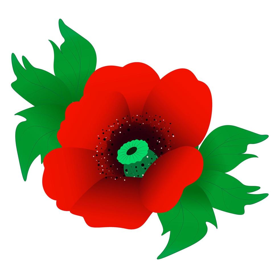 Red poppy flower isolated on white background vector