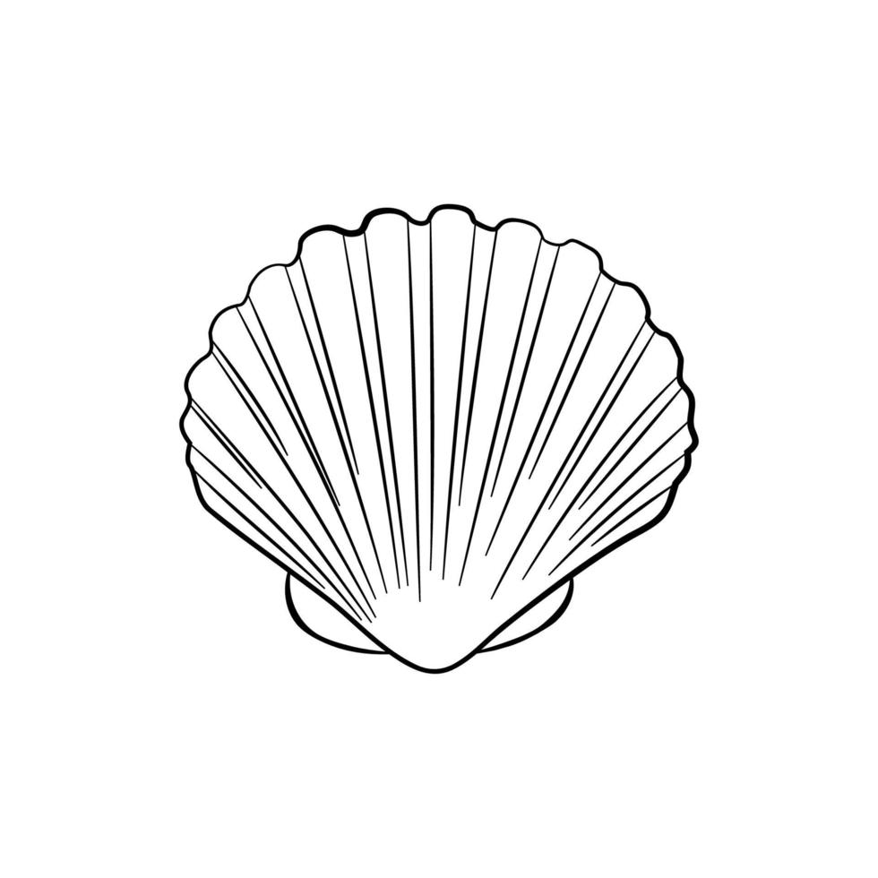 Sea shell, scallop vector sketch illustration. Seashell outline icon