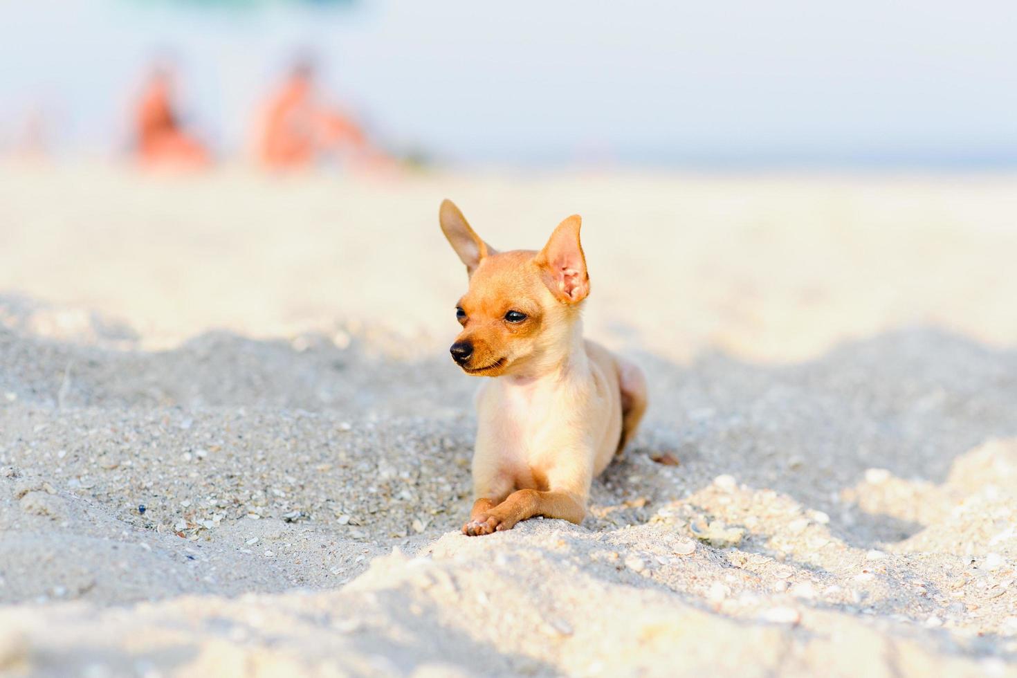 terrier resting on the sea photo