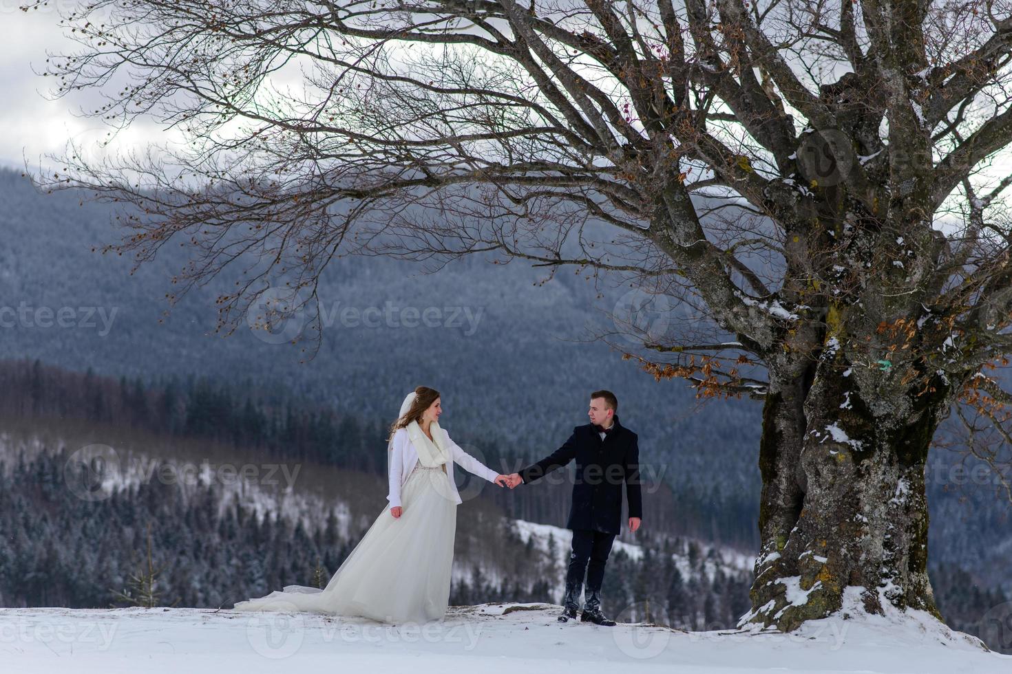 el novio lleva a su novia de la mano a una vieja y solitaria haya. boda de invierno. lugar para un logotipo. foto