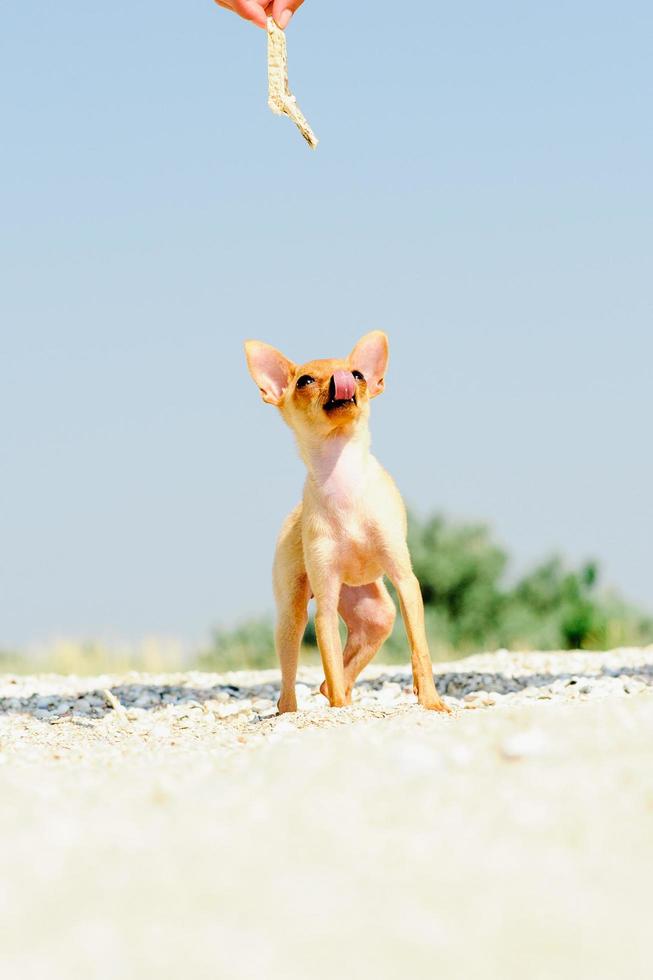 terrier resting on the sea photo