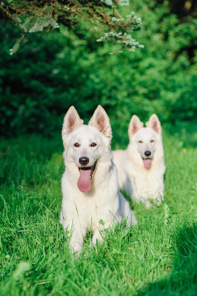 White Swiss shepherd on walk photo