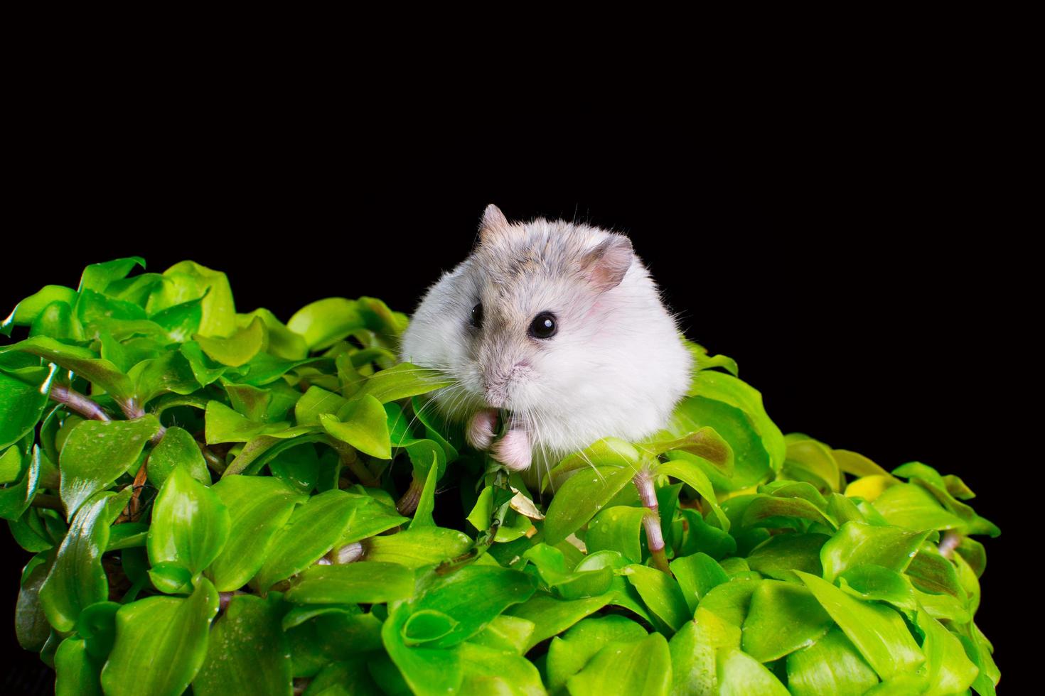 Hamster on a green flower in a pot on a black background photo