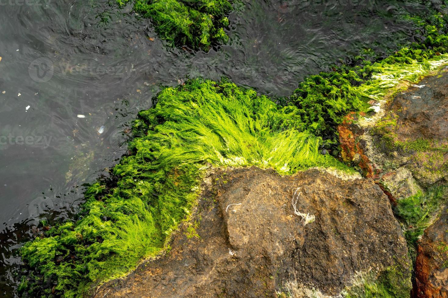 textura de roca cubierta de musgo en el mar con agua verde foto