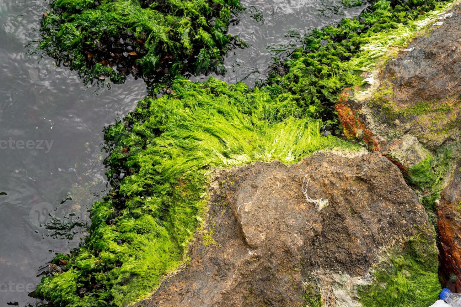 textura de roca cubierta de musgo en el mar con agua verde foto