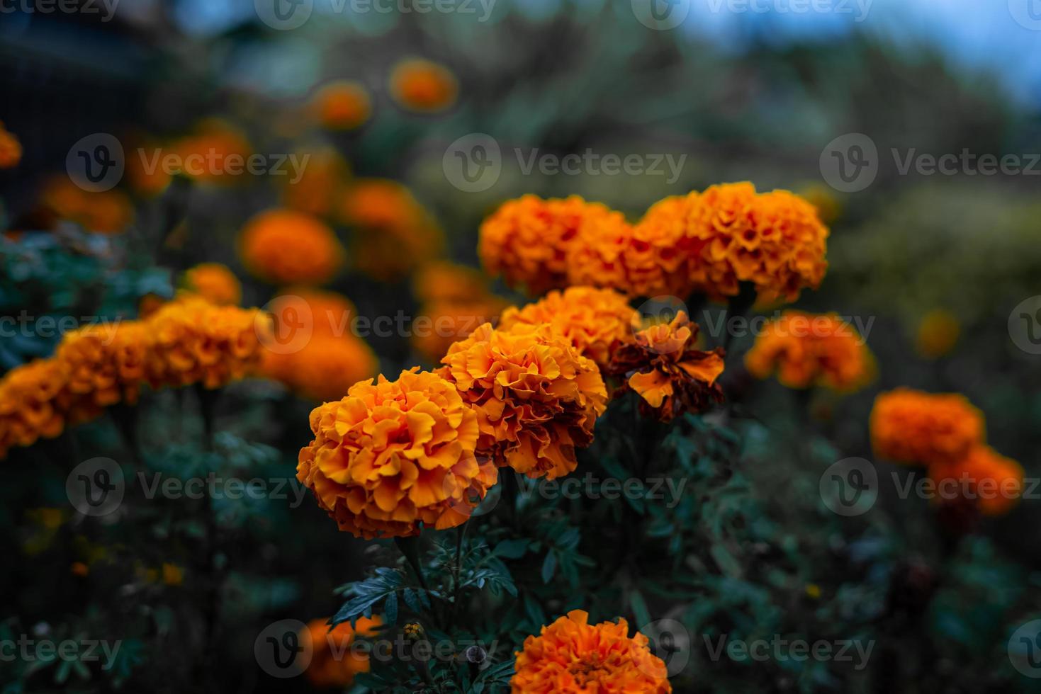 Orange flowers dark green leafy background photo