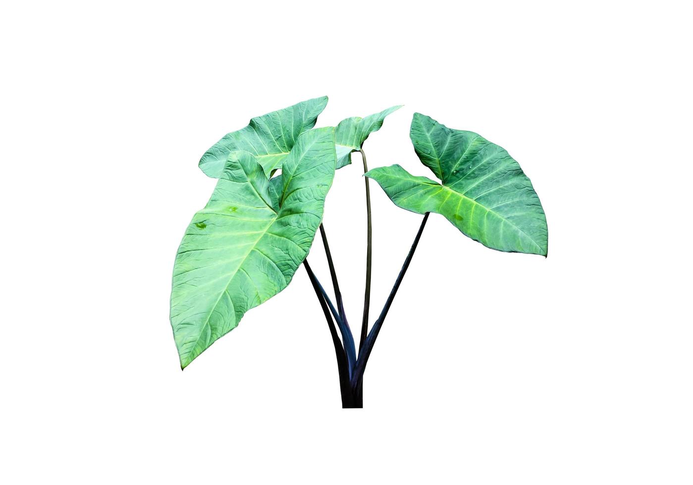 Isolated elephant ear plant with clipping paths. 6925216 Stock Photo at