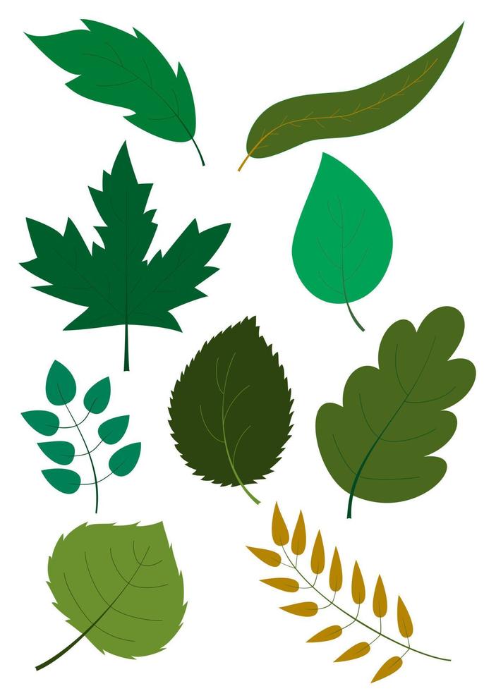 conjunto de diferentes formas de hojas verdes y ramas de árboles sobre fondo blanco. texturas detalladas de hojas de árboles de bosque y jardín. vector