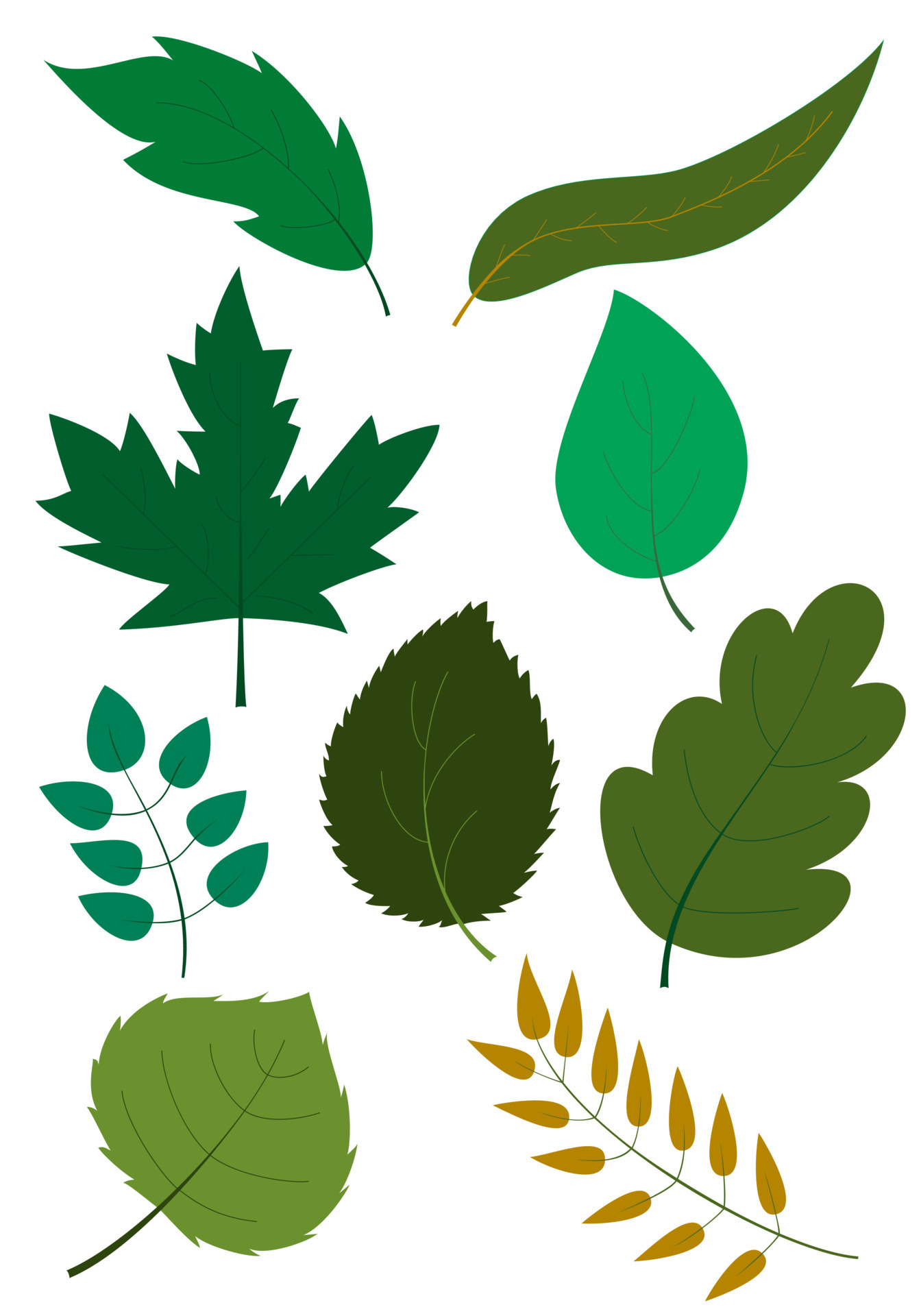Set of different shapes of green leaves and branches of trees on white  background. Detailed textures of forest and garden tree leaves. Vector  6925219 Vector Art at Vecteezy