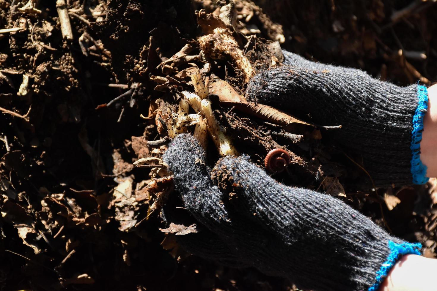 Waste from the kitchen to do the composting at home. photo