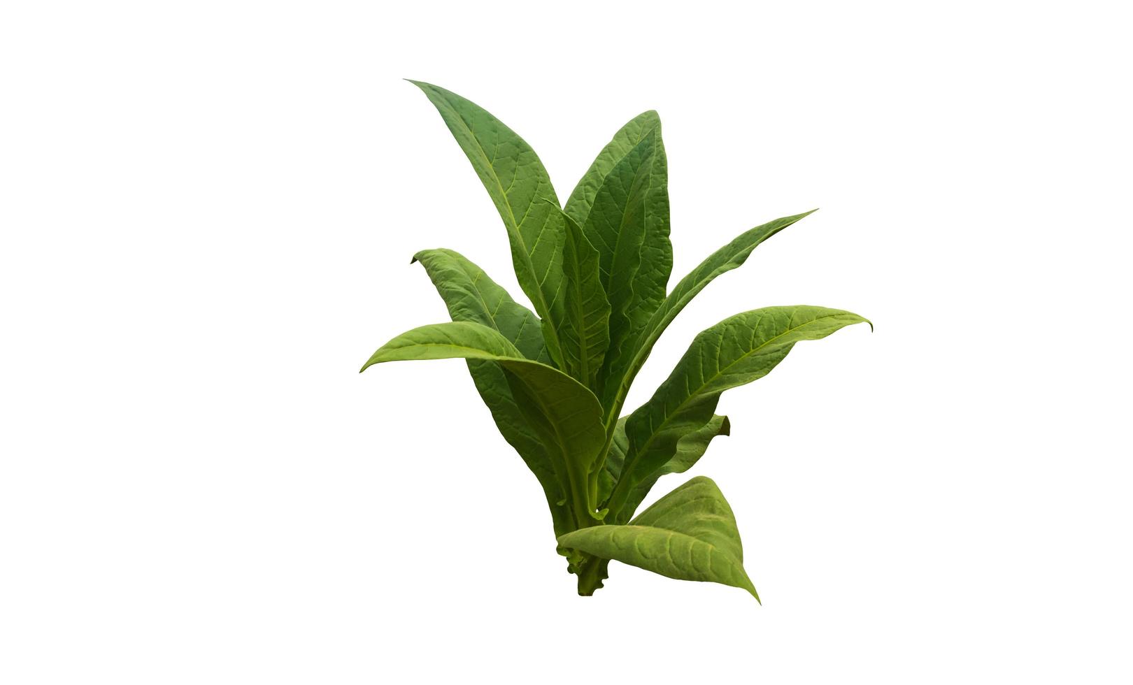 Isolated tobacco leaf and plant with clipping paths. photo