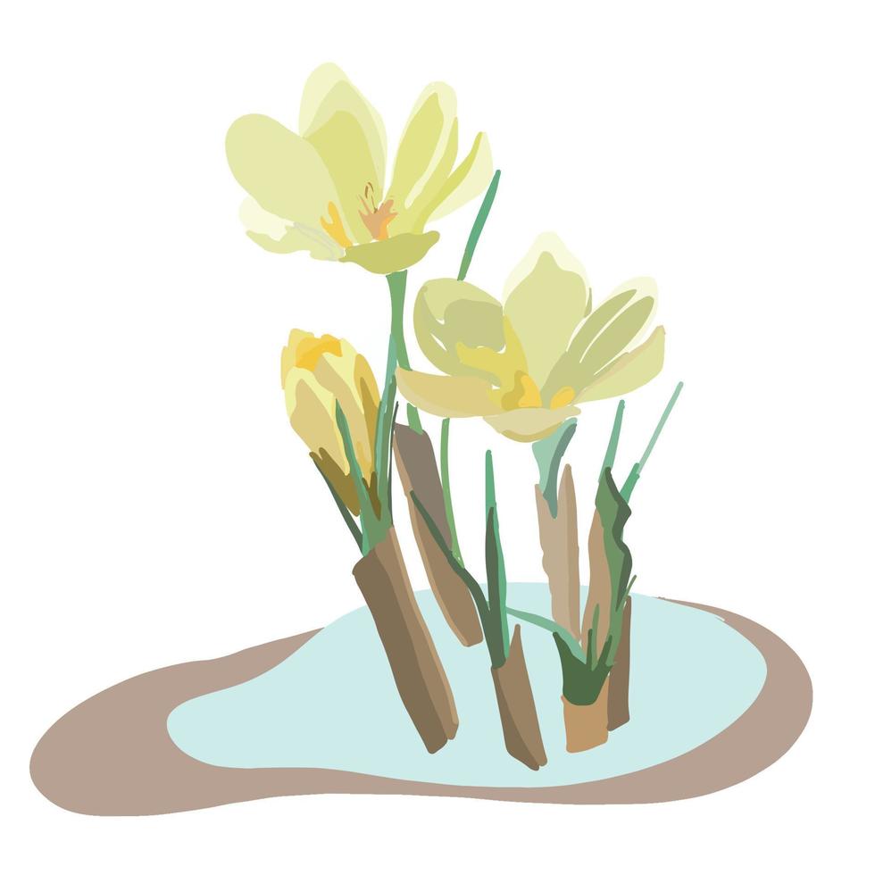 crocus flower, saffron illustration vector