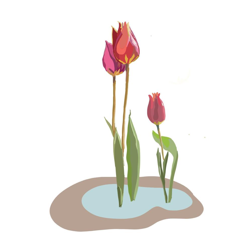 blooming red tulip flowers vector illustration