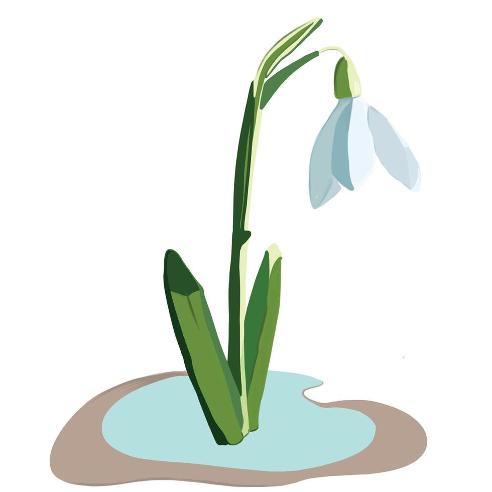 snowdrop flower in the snow vector illustration