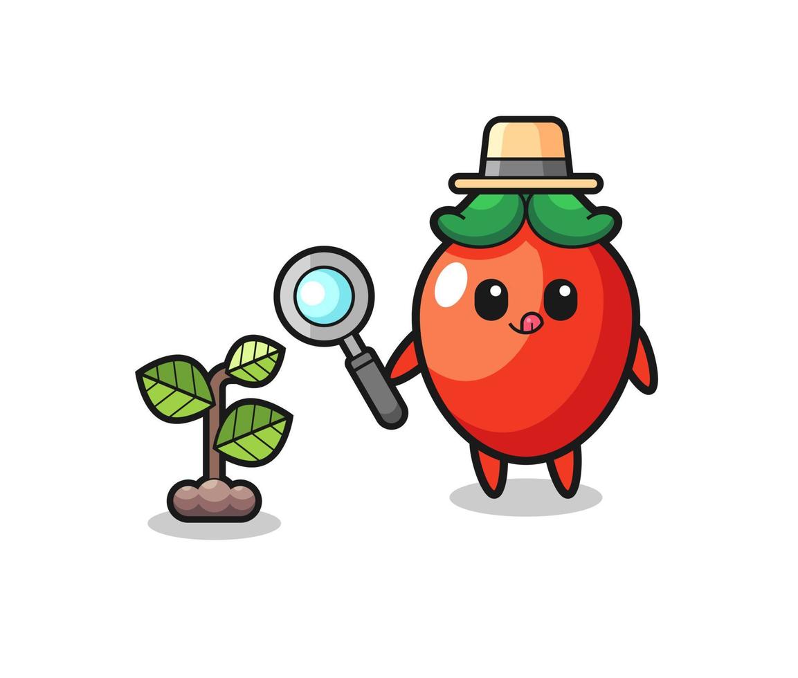 cute chili pepper herbalist researching a plants vector