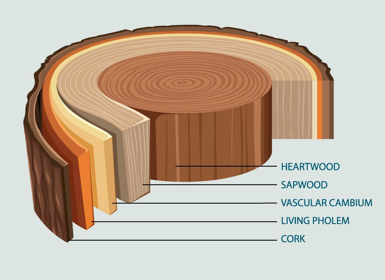 anatomia del tronco de un arbol vector