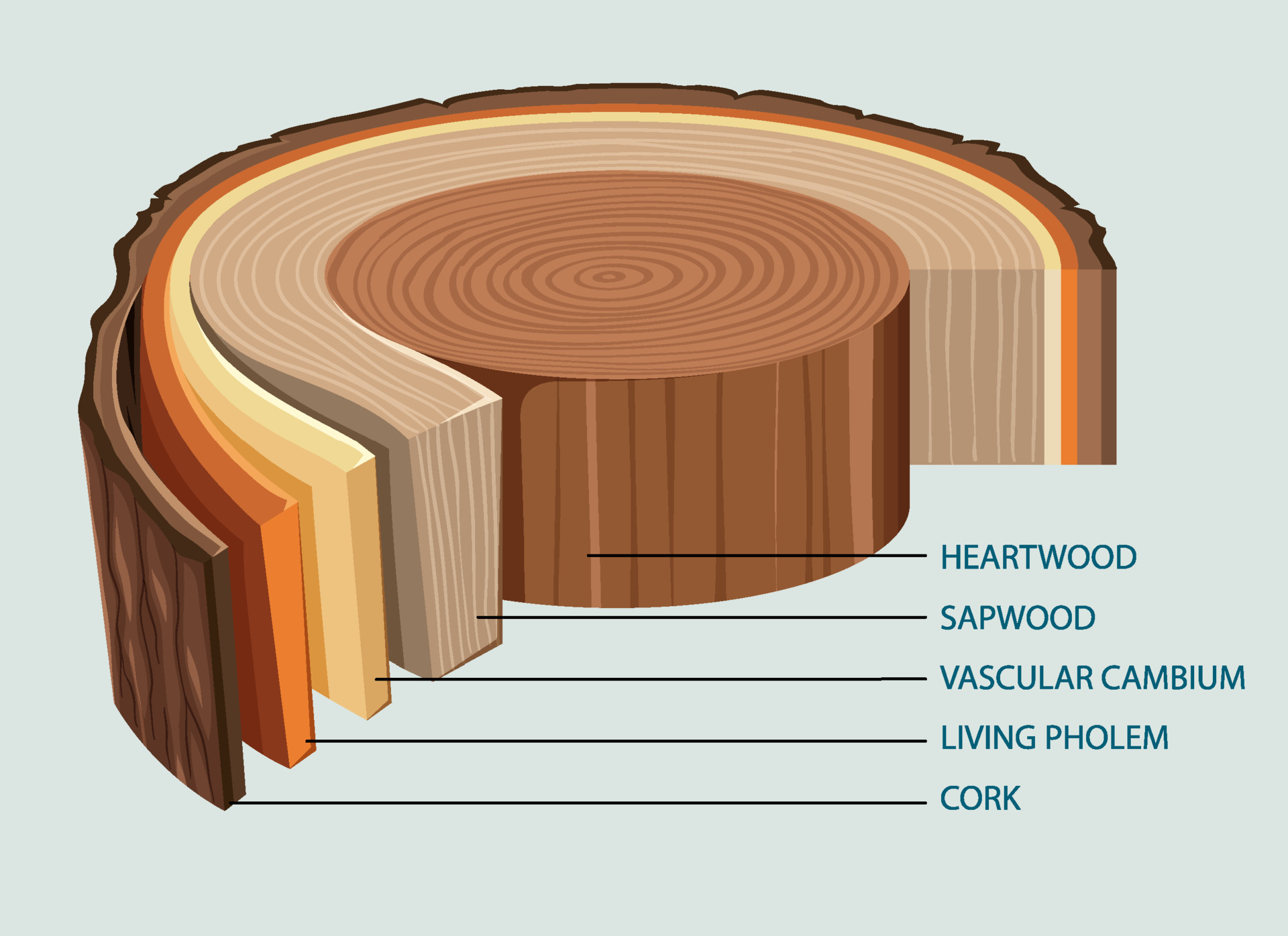 Anatomy of tree trunk 6927371 Vector Art at Vecteezy