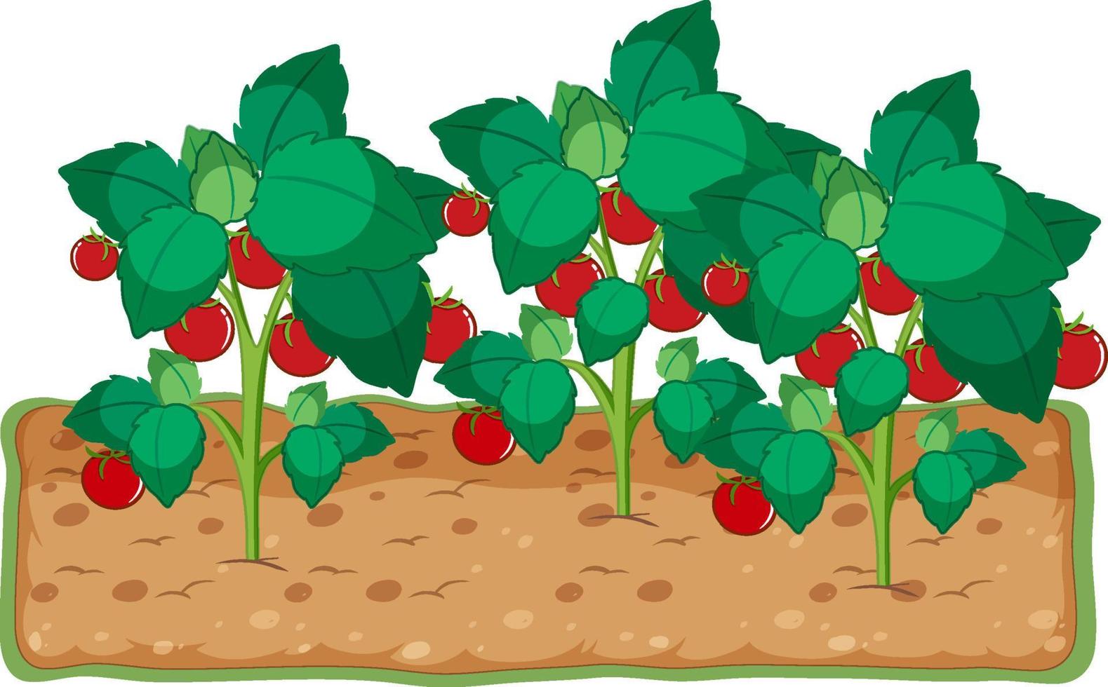 planta de tomate que crece con dibujos animados de suelo vector