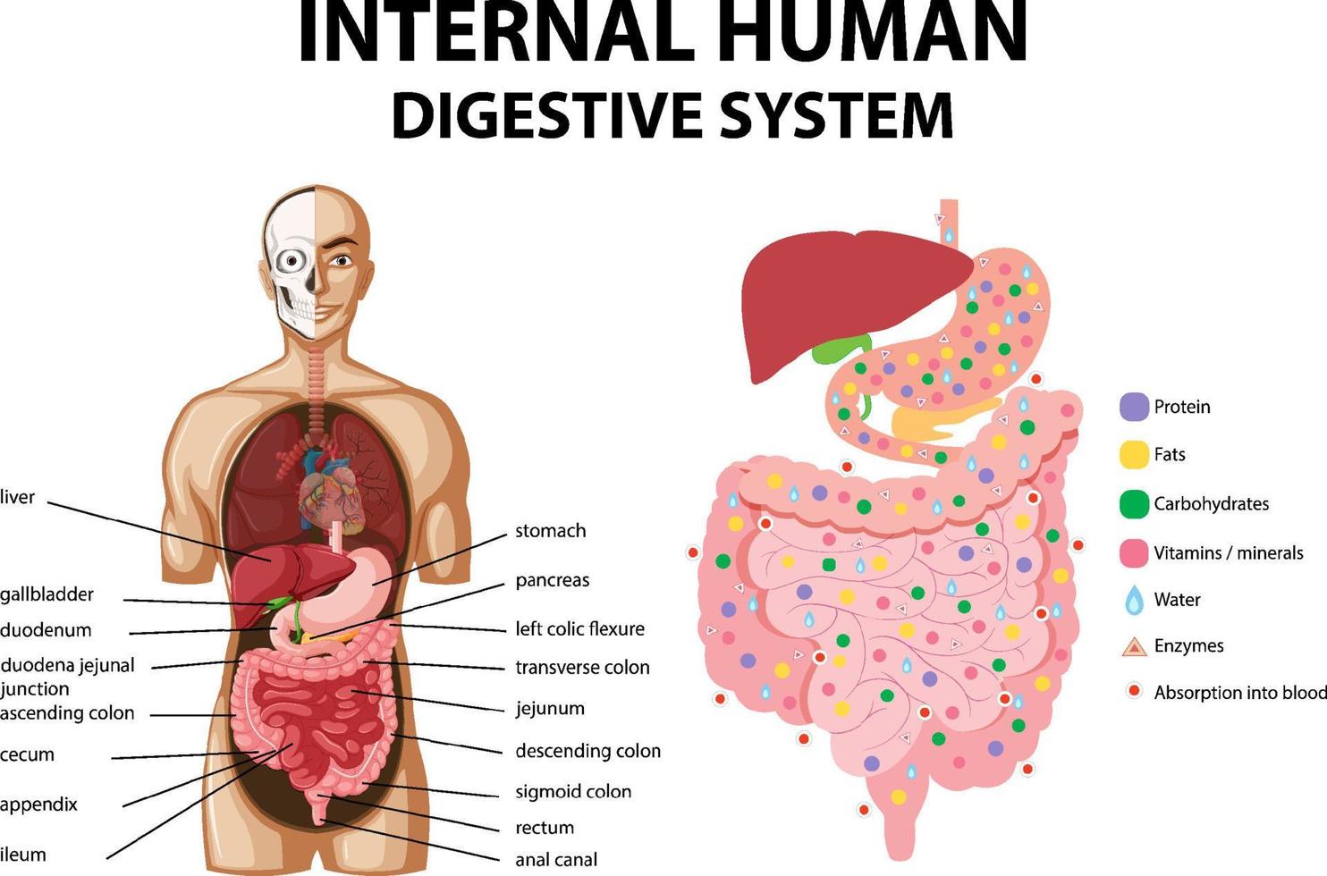 diagrama que muestra el sistema digestivo humano interno vector
