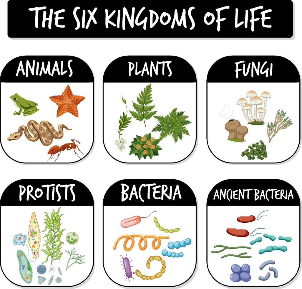 Diagram showing six kingdoms of life vector