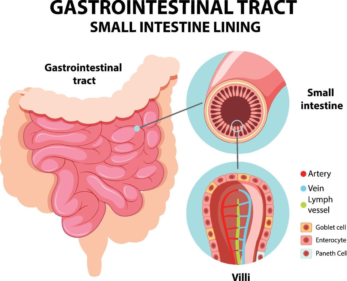 Diagram showing gastrointestinal tract vector