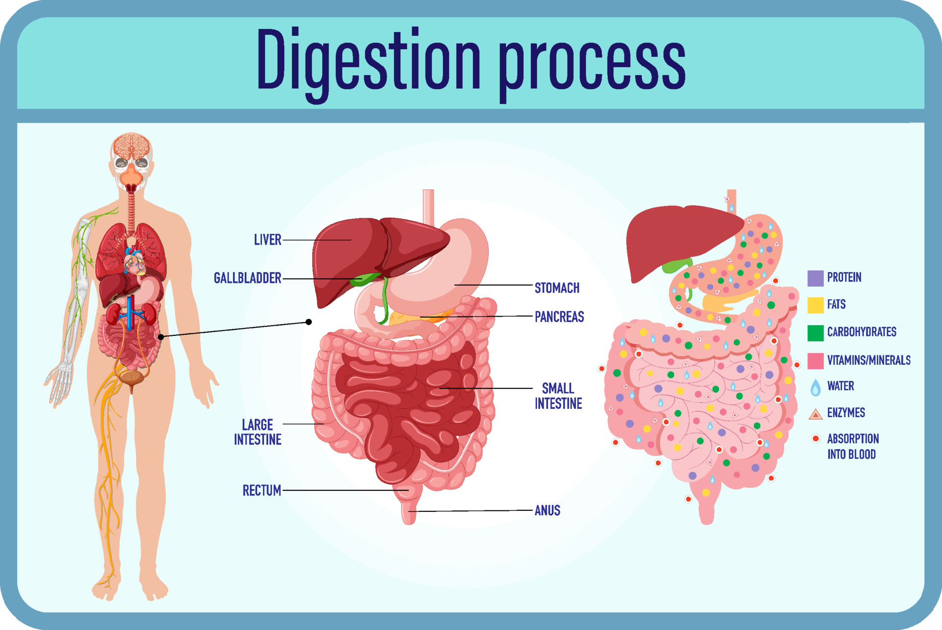 Digestion and digestion cells and small intestine 6928071 Vector Art at Vecteezy