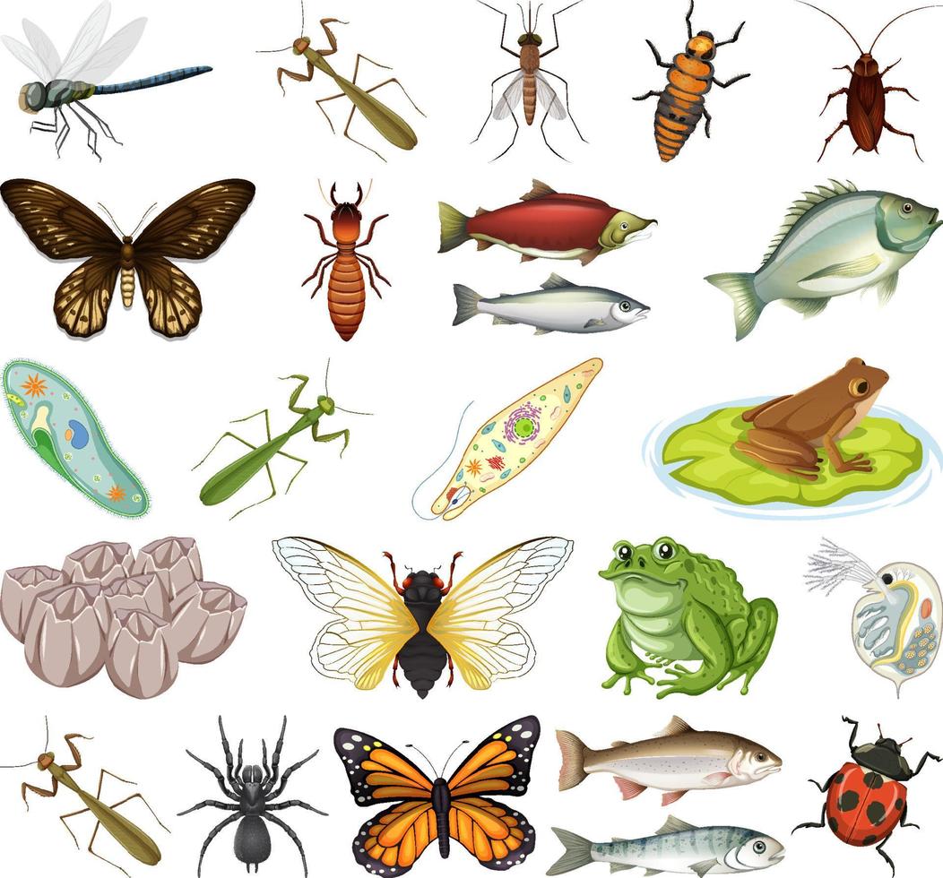Different kinds of insects and animals on white background vector