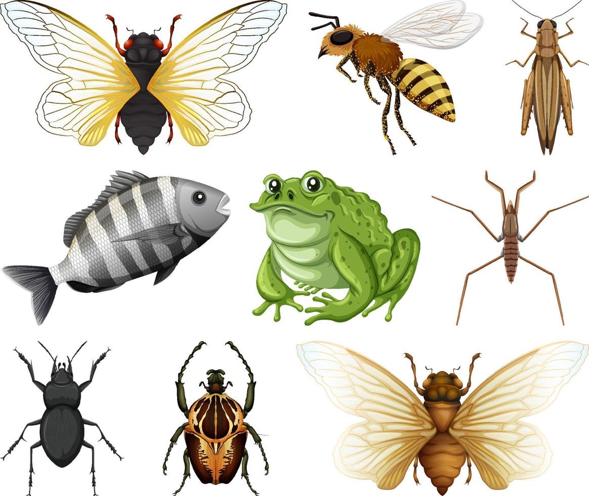 Different kinds of insects and animals on white background vector