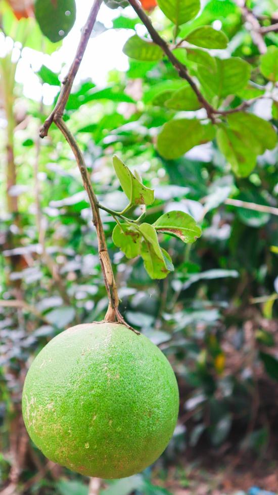 Fresh pomelo hanging on tree. Seasonal fruit concept. photo