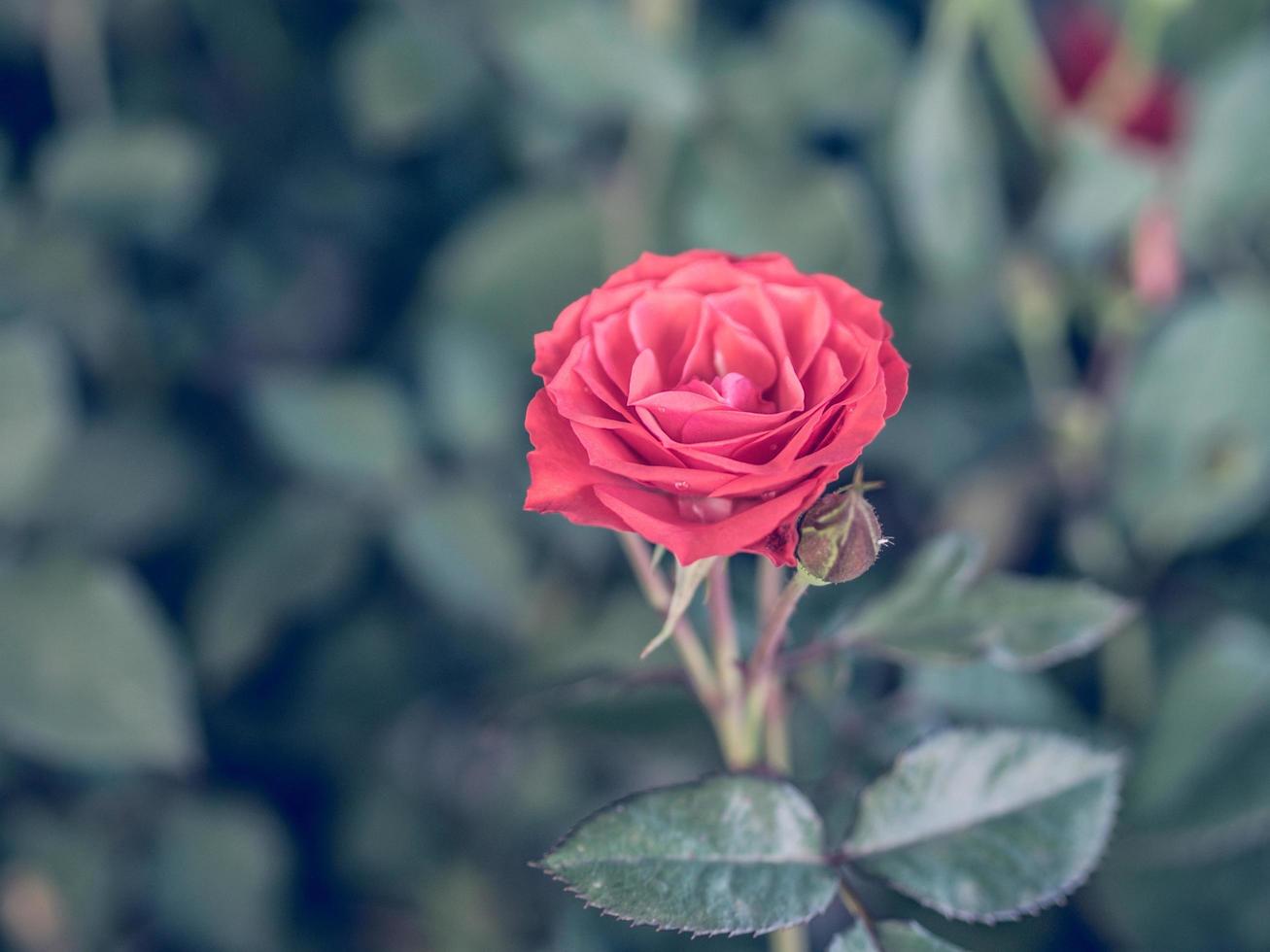 Red rose, Vintage style image photo