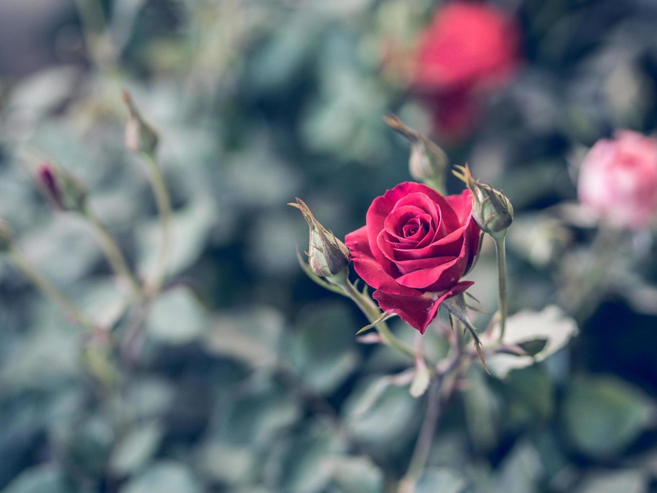 Red rose, Vintage style image photo