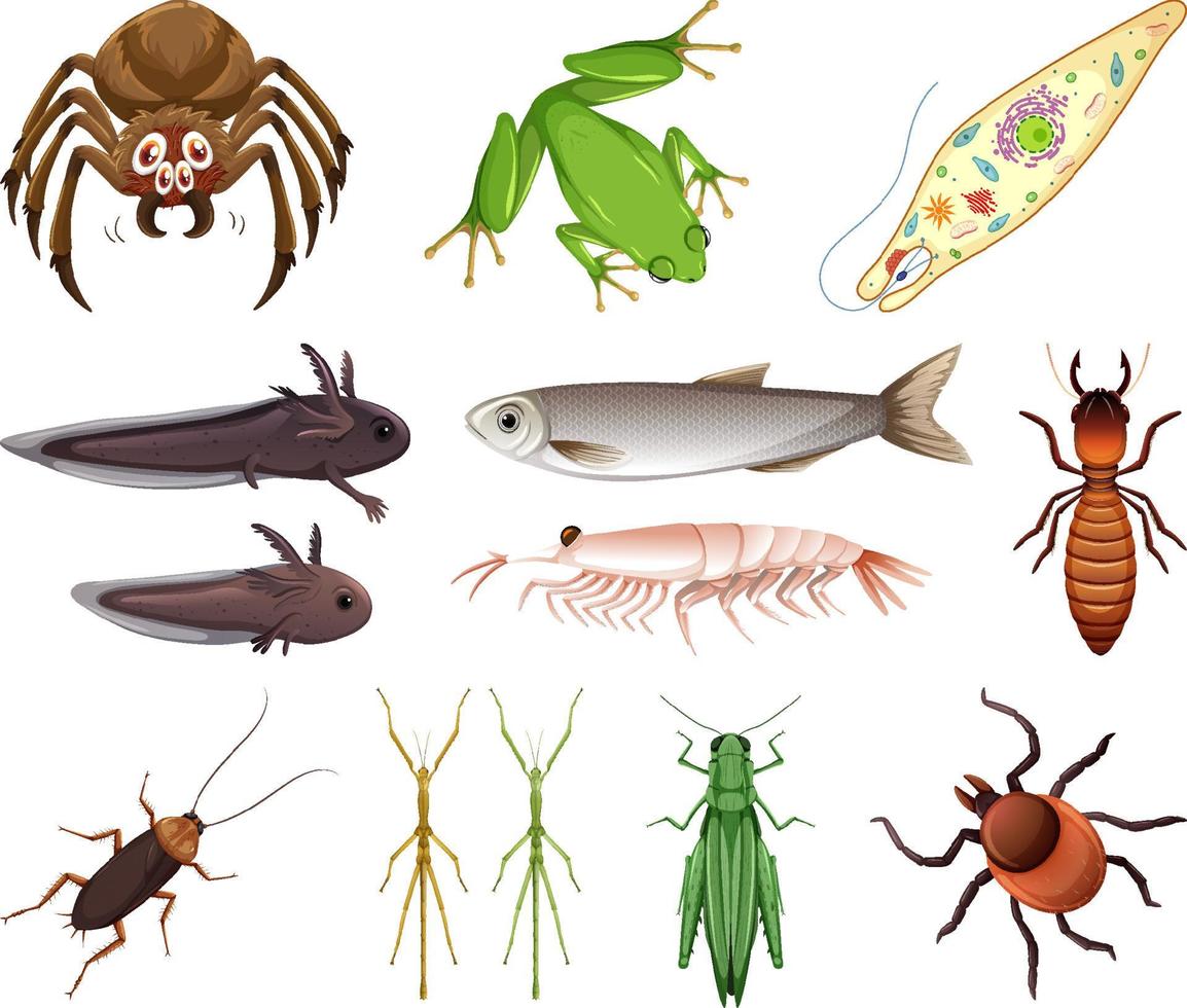 diferentes tipos de insectos y animales sobre fondo blanco vector