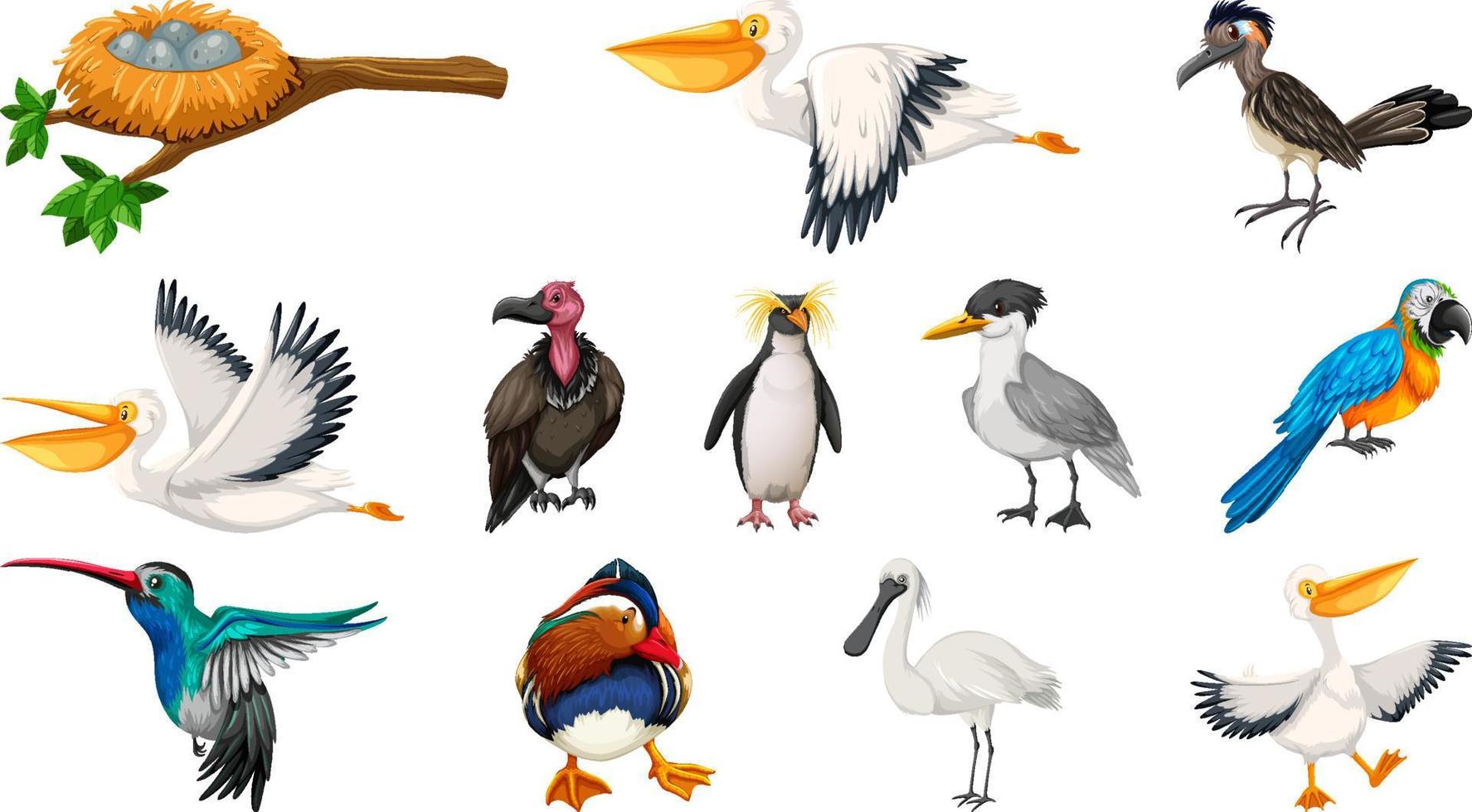 diferentes tipos de colección de aves vector