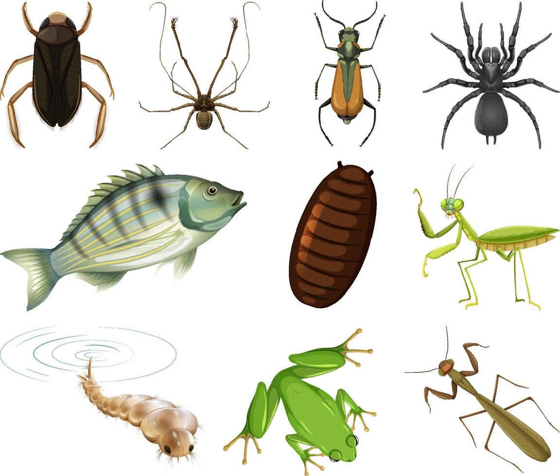 Different kinds of insects and animals on white background vector