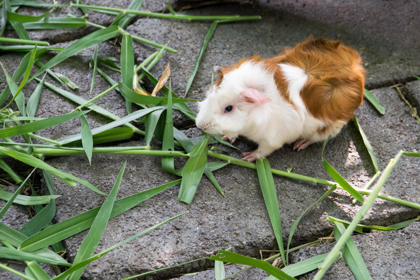 conejillo de indias comiendo hierba foto