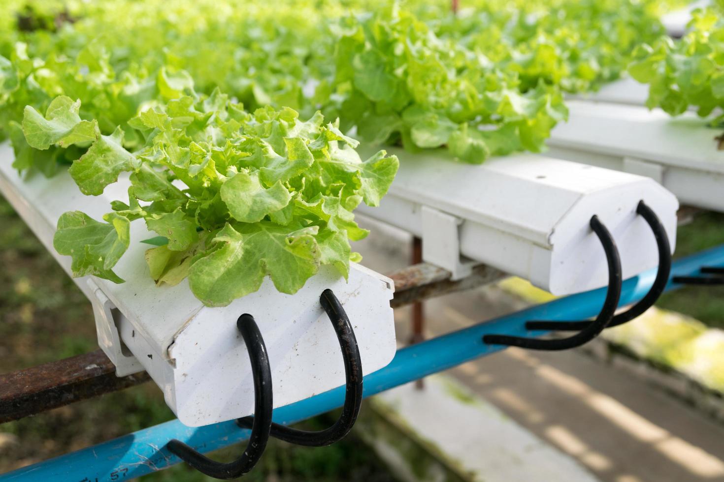 hortalizas hidropónicas que crecen en invernadero foto