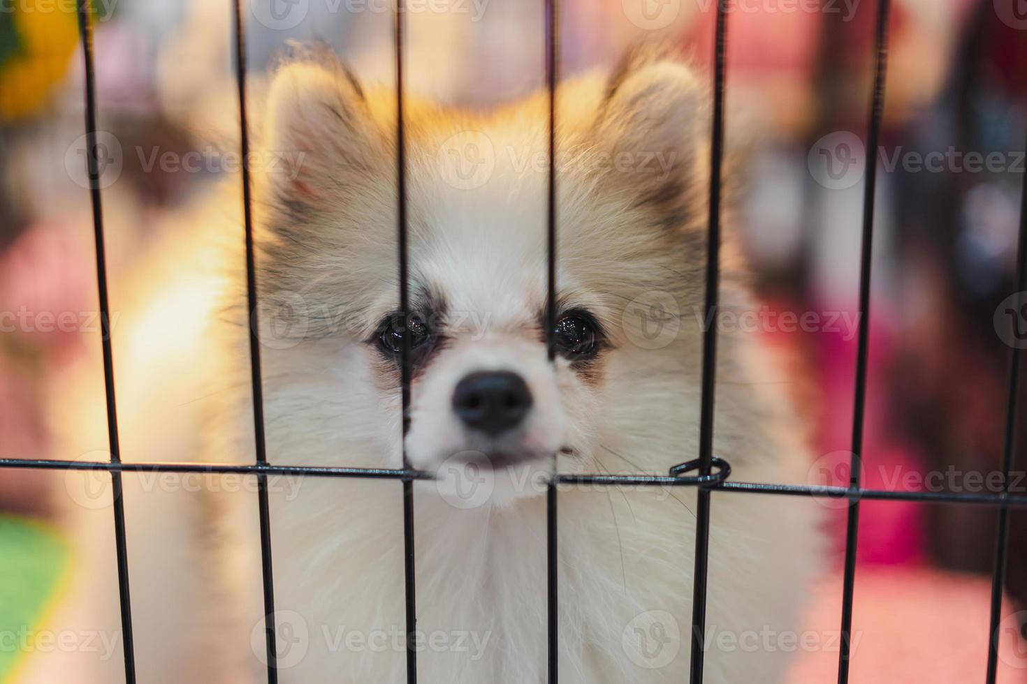 Orange fur pomeranian lying on the ground photo